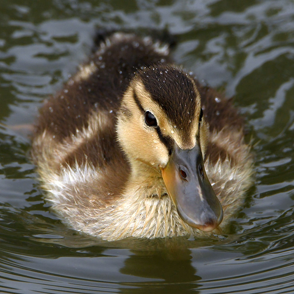 Ducks5.jpg