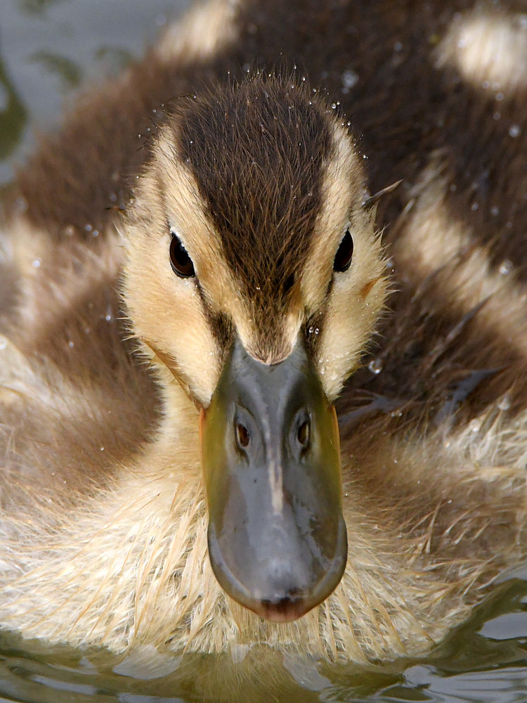 Ducks6.jpg