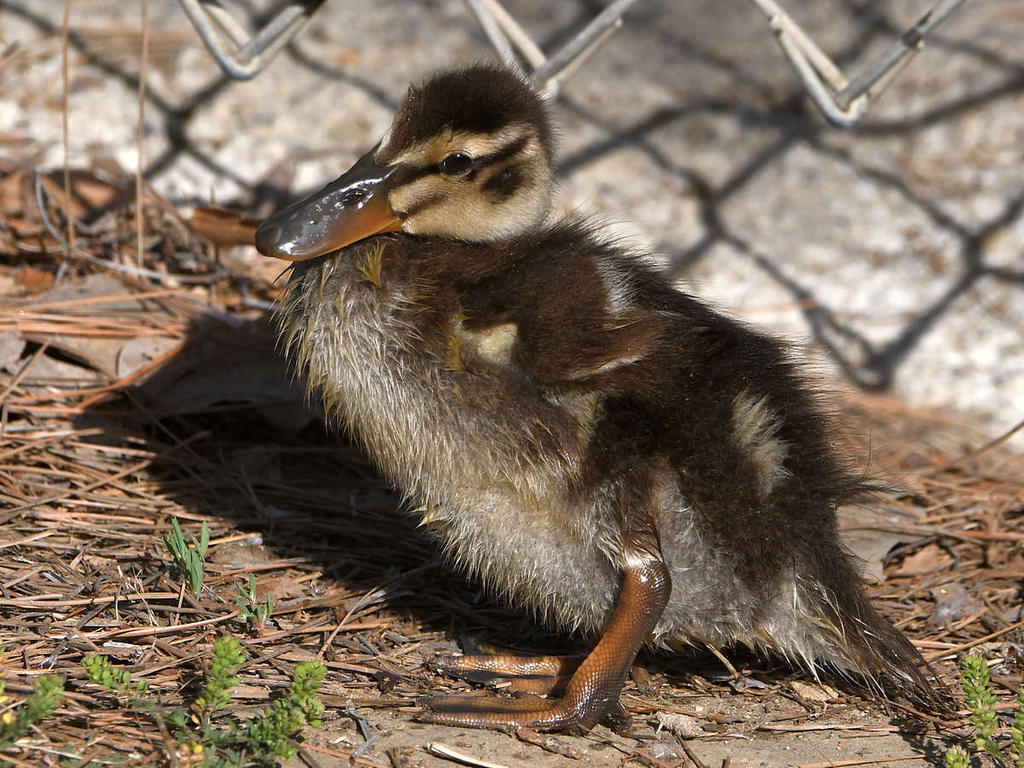Ducks6.jpg