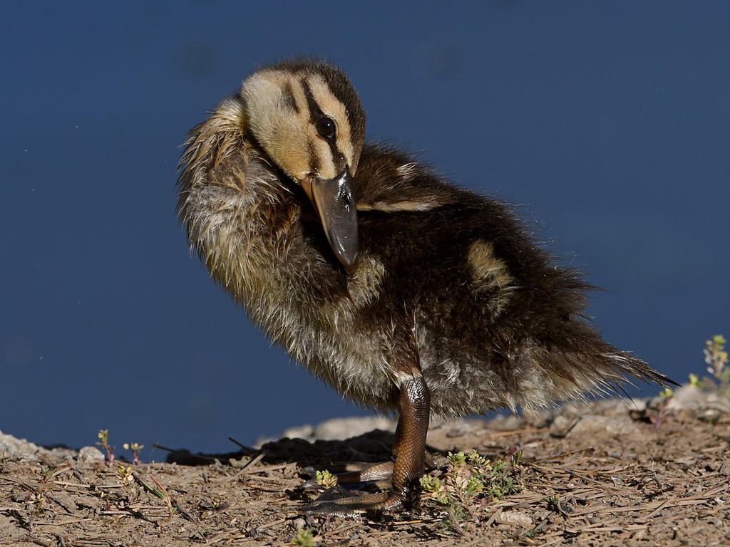 Ducks9.jpg