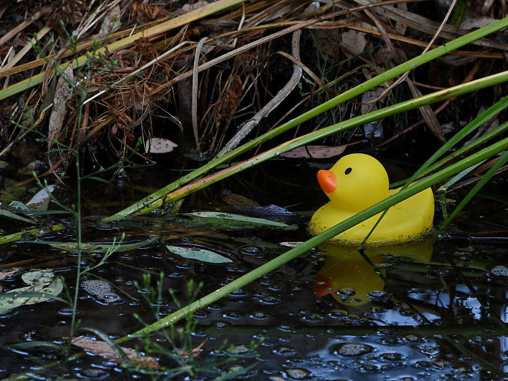 Ducky.jpg