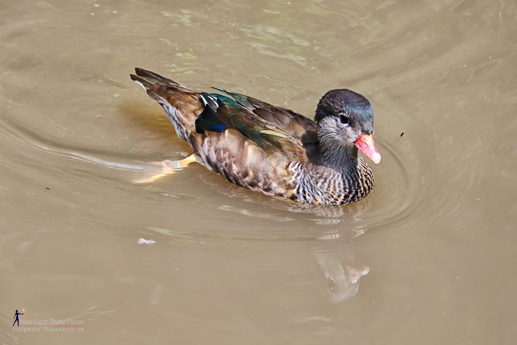 ducky.jpg