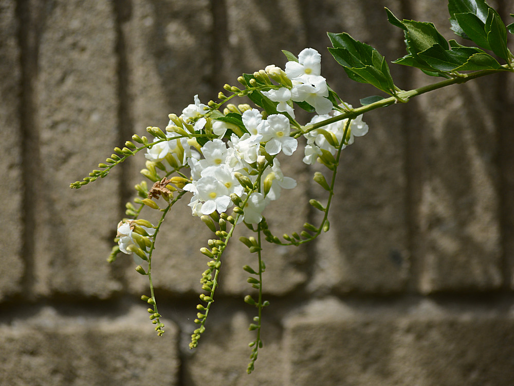 Duranta.jpg