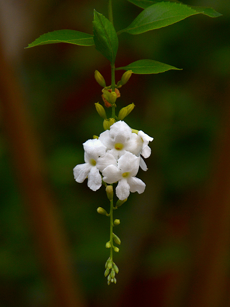 Duranta.jpg