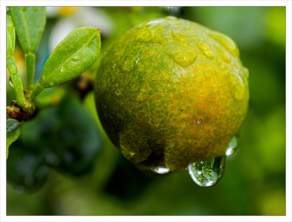 during-rain-orange-1.jpg