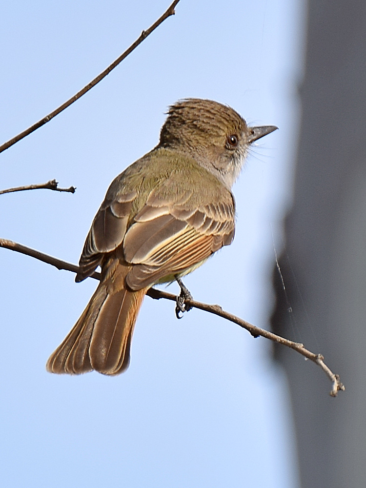 DuskyCapppedFlycatcher2.jpg