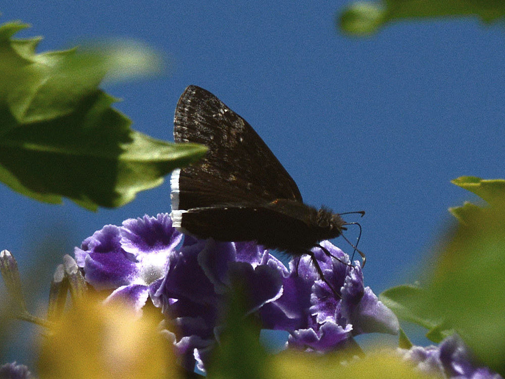 DuskyWing.jpg