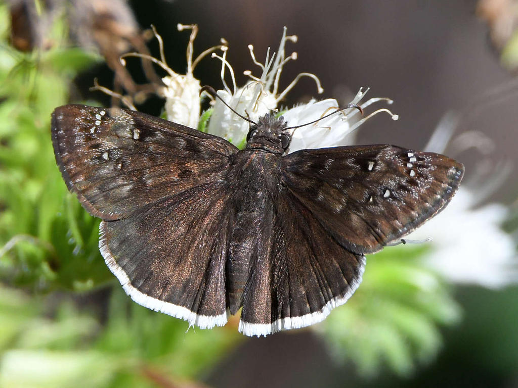 DuskyWing2.jpg
