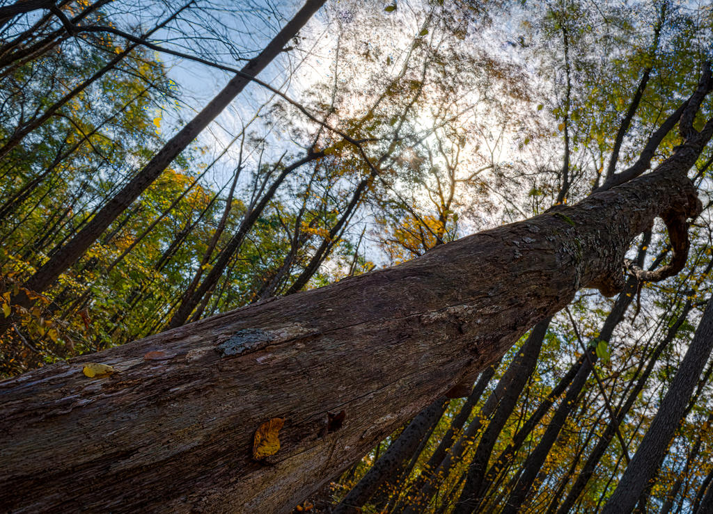 Dutch Tree HDR-1.jpg