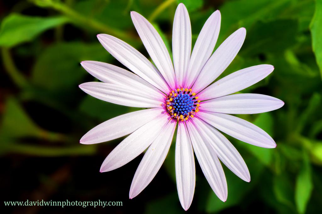 DW3_3540-pan-Edit-Edit-Edit-sm1.jpg