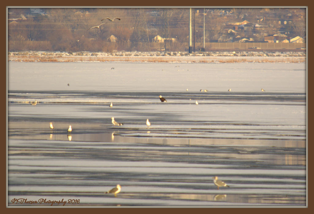 Eagle at Farmington Bay 2-6-2016.jpg
