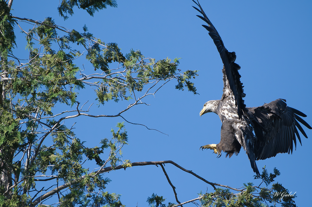 Eagle at the lake sm.jpg