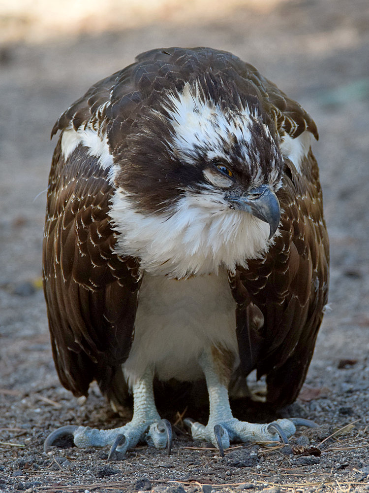 Eagle.jpg