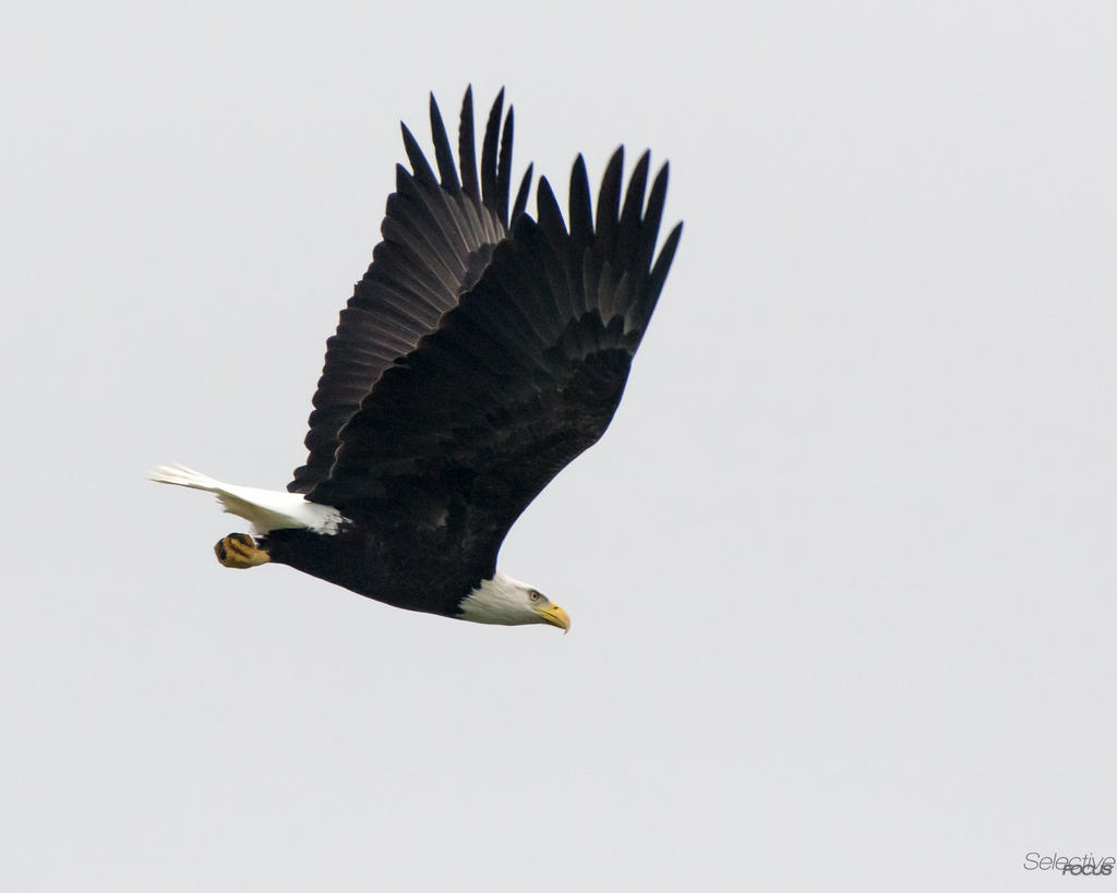 Eagle2.jpg