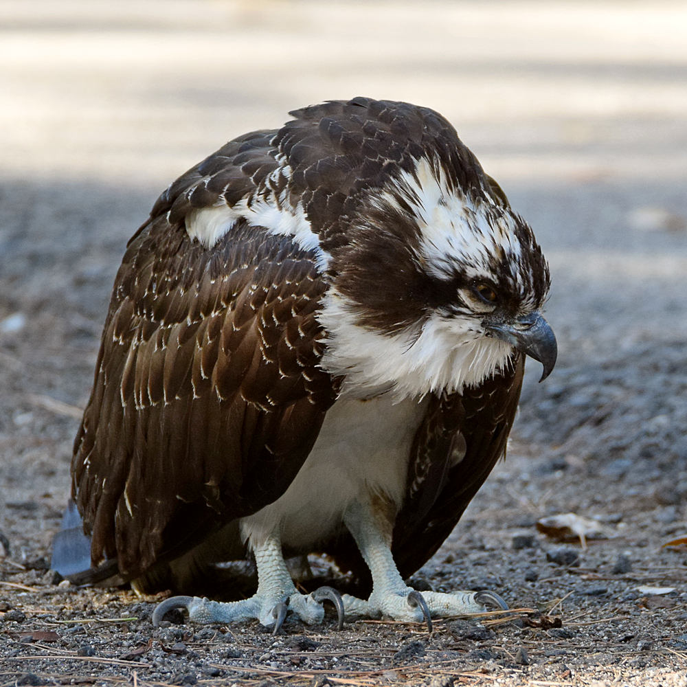 Eagle2.jpg