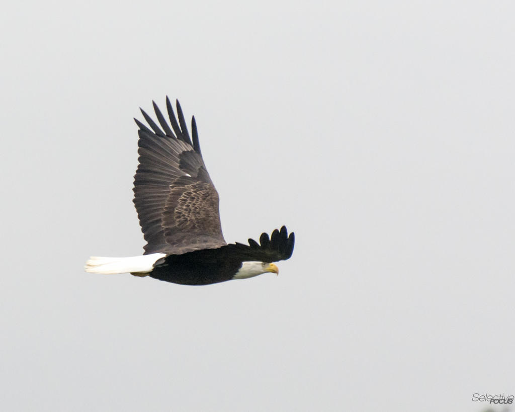 Eagle4.jpg