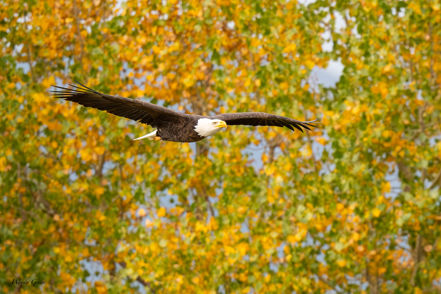 EagleAutumn-420.jpg