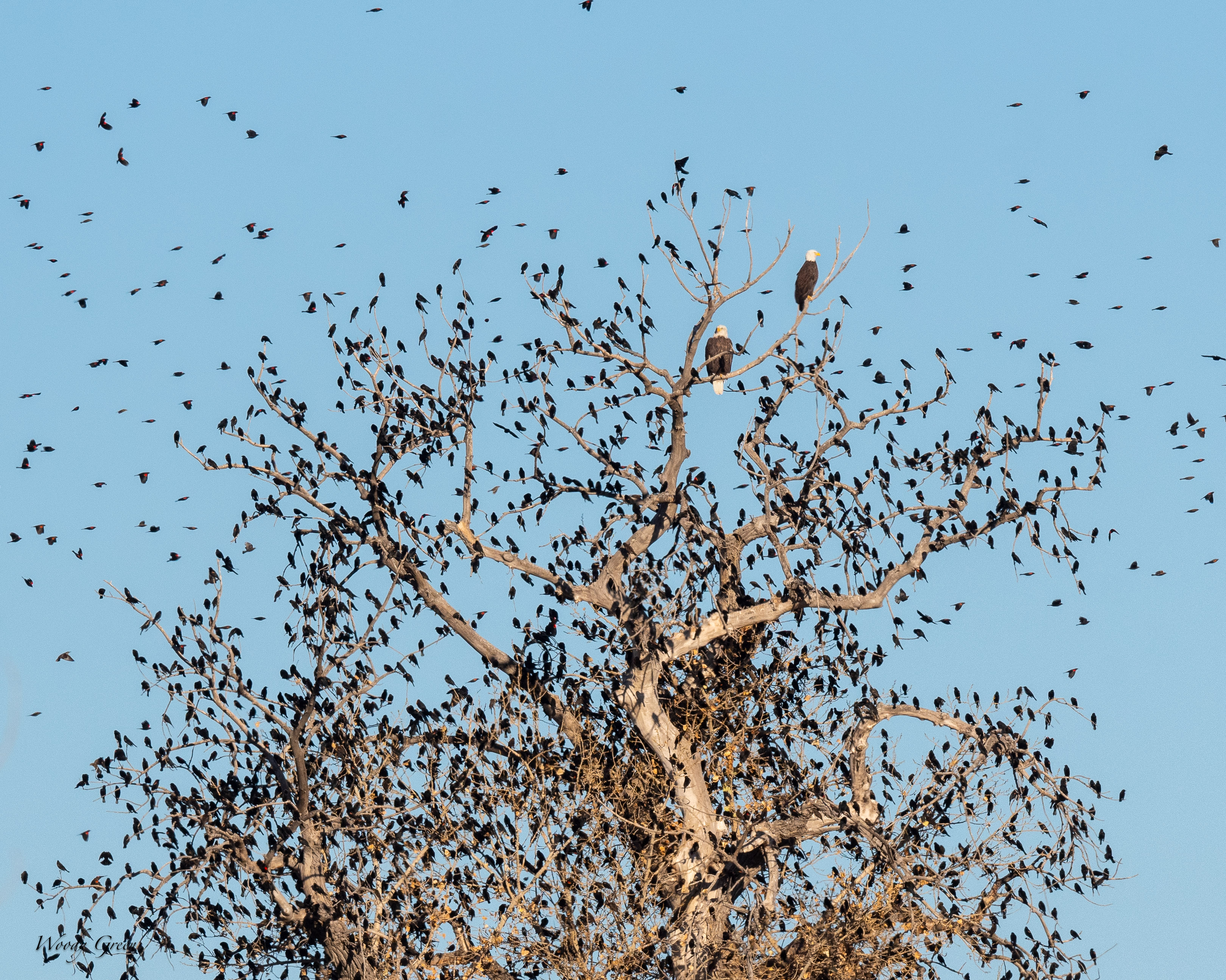 EagleBlackbirdTree-442.jpg