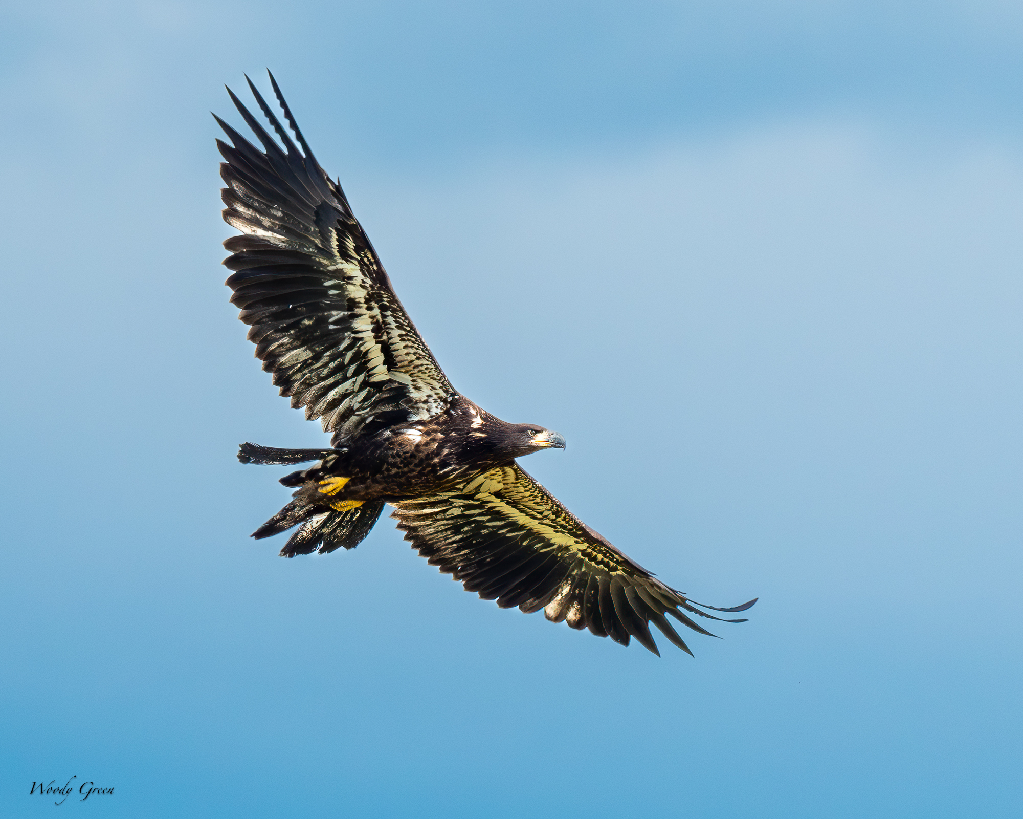EagleFledge-232.jpg