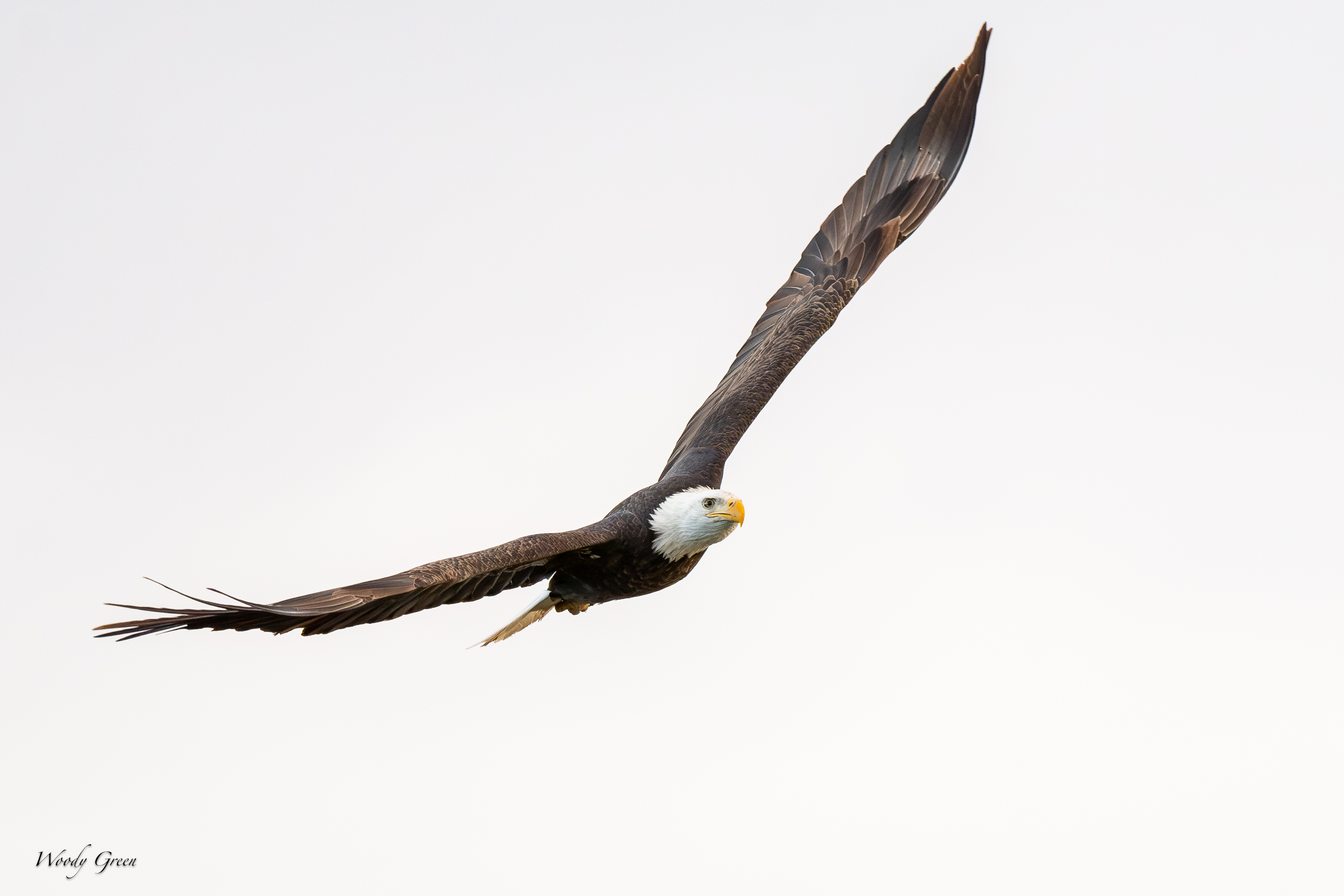 EagleFlight-175.jpg