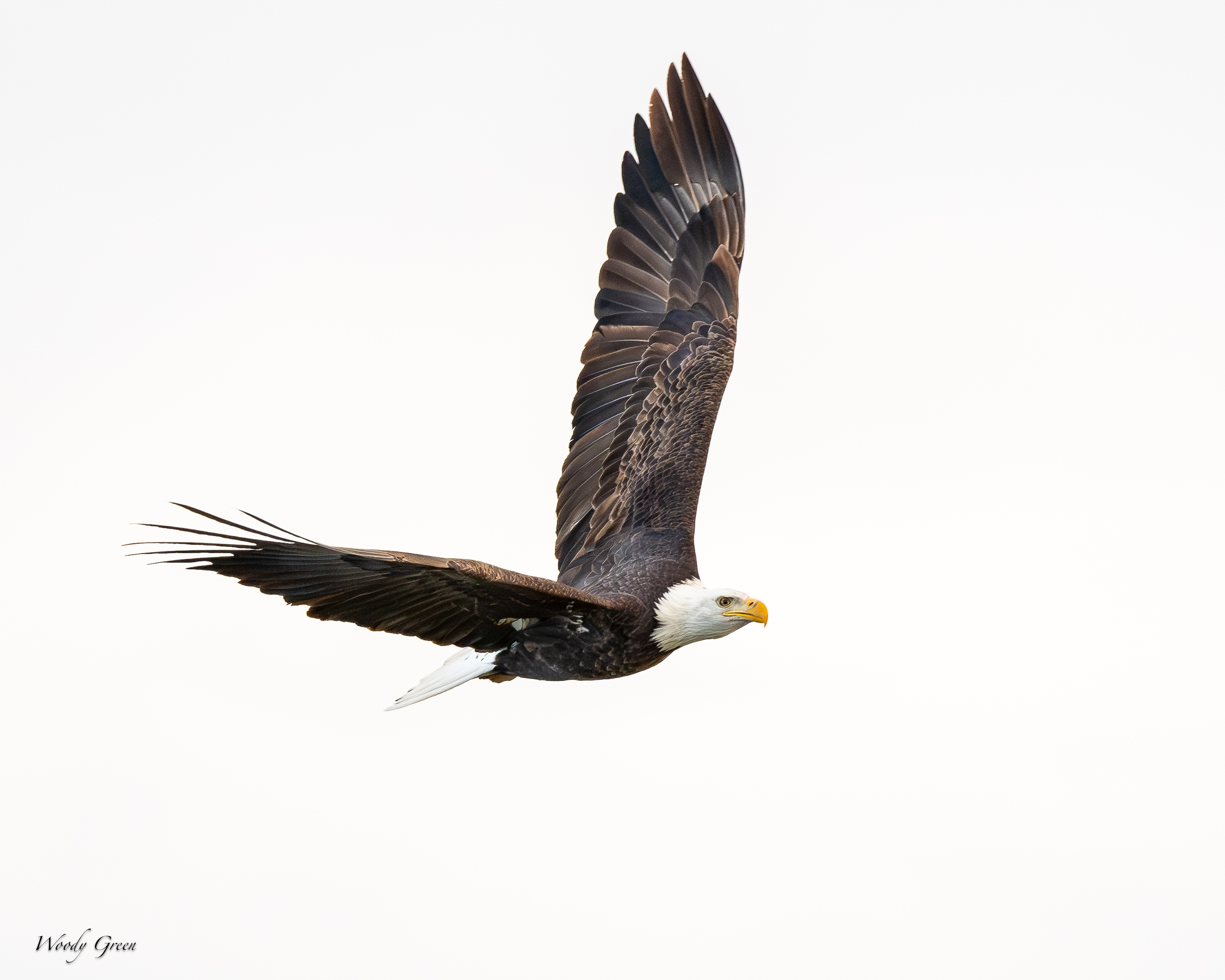 EagleFlight-176.jpg