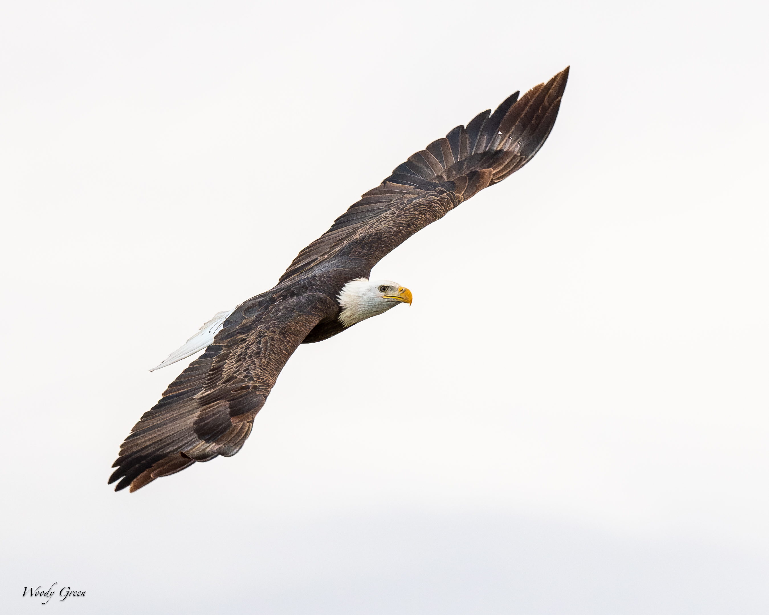 EagleFlight-177.jpg