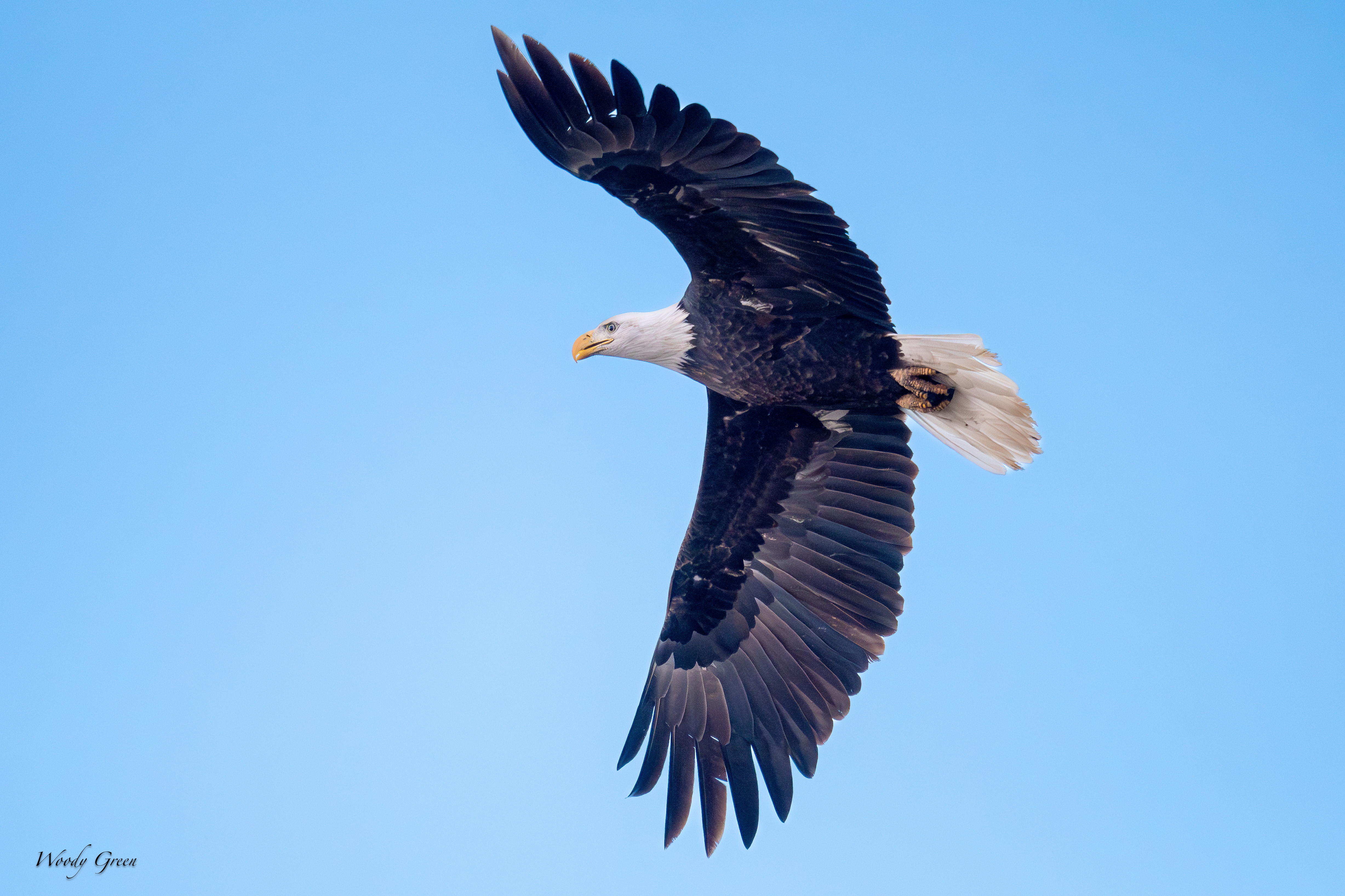 EagleFlight-178.jpg