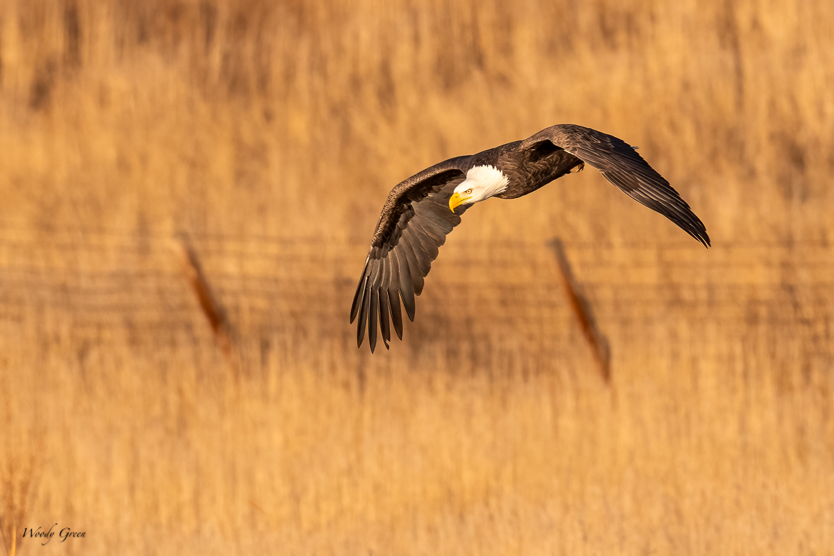 EagleFlight-211.jpg