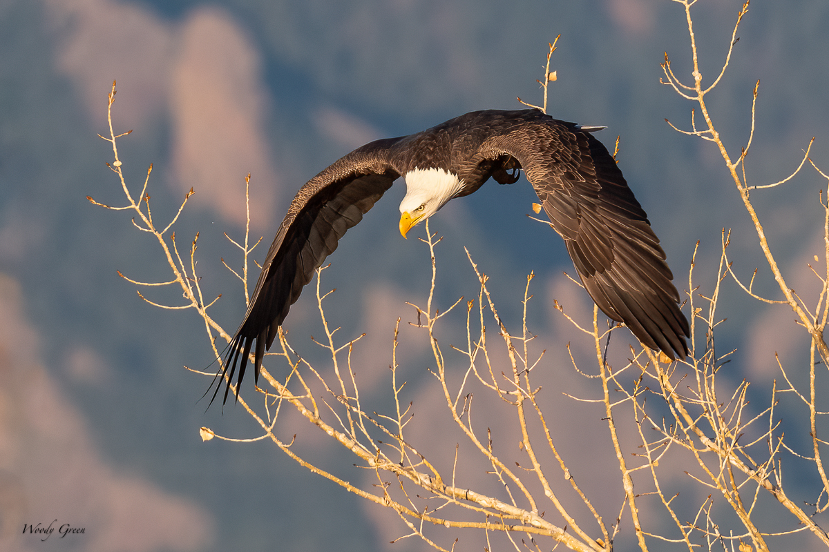 EagleFlight-212.jpg