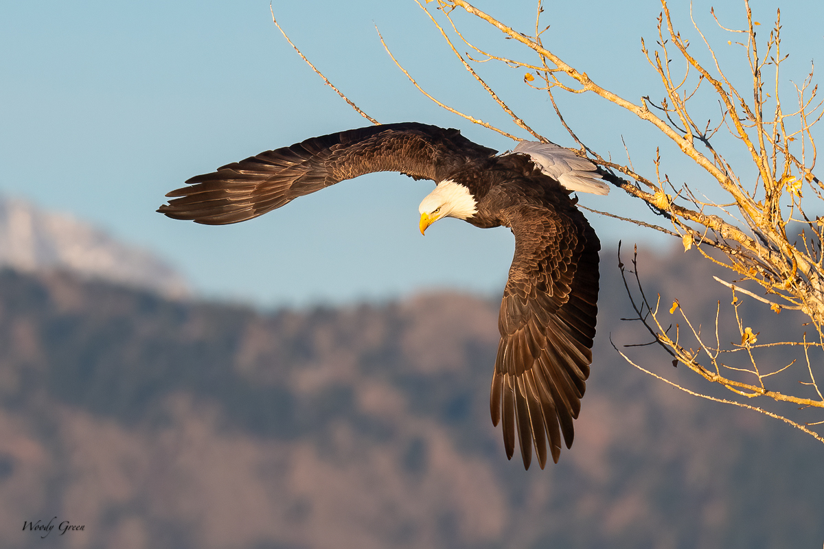 EagleFlight-214.jpg