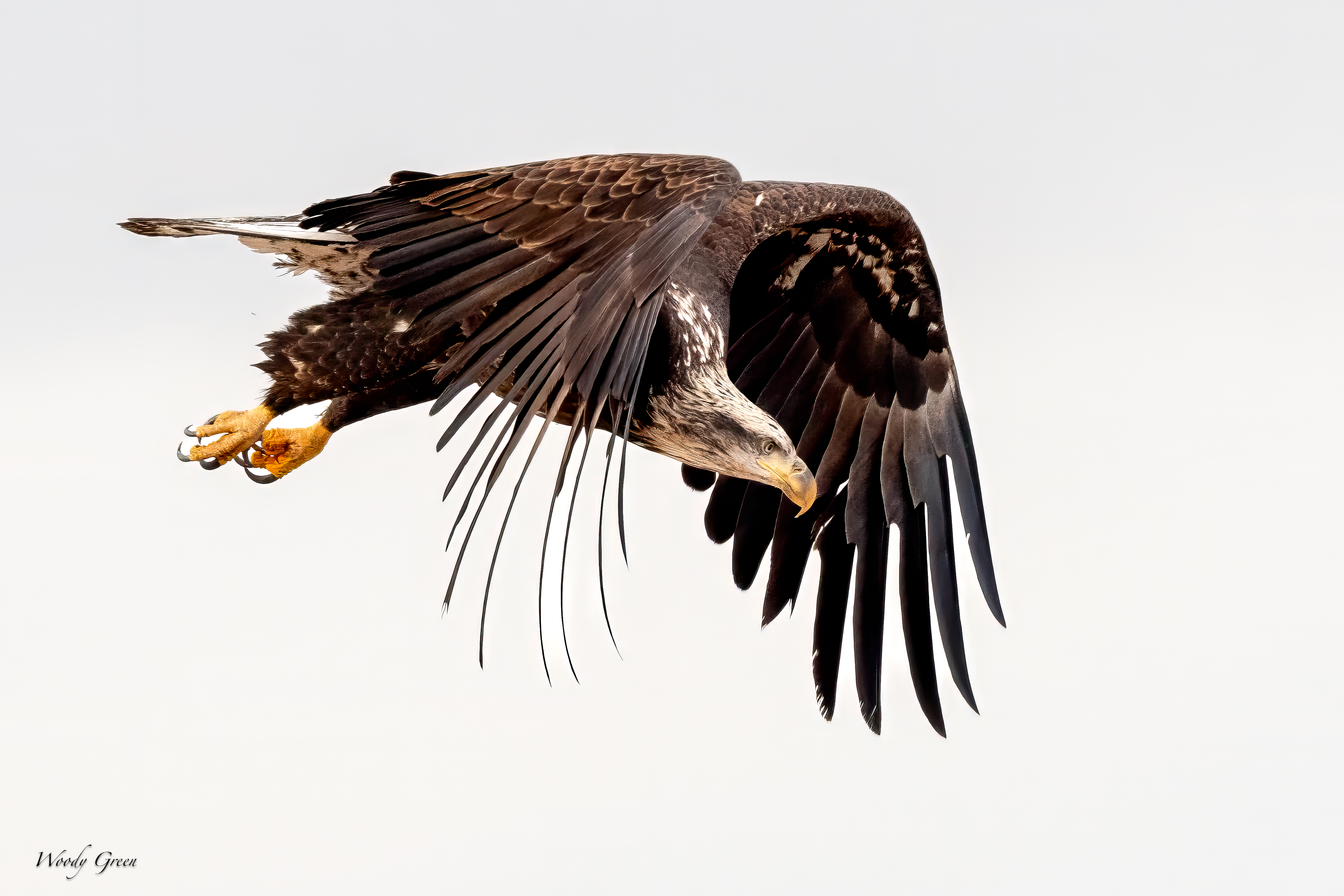 EagleFlight-231.jpg