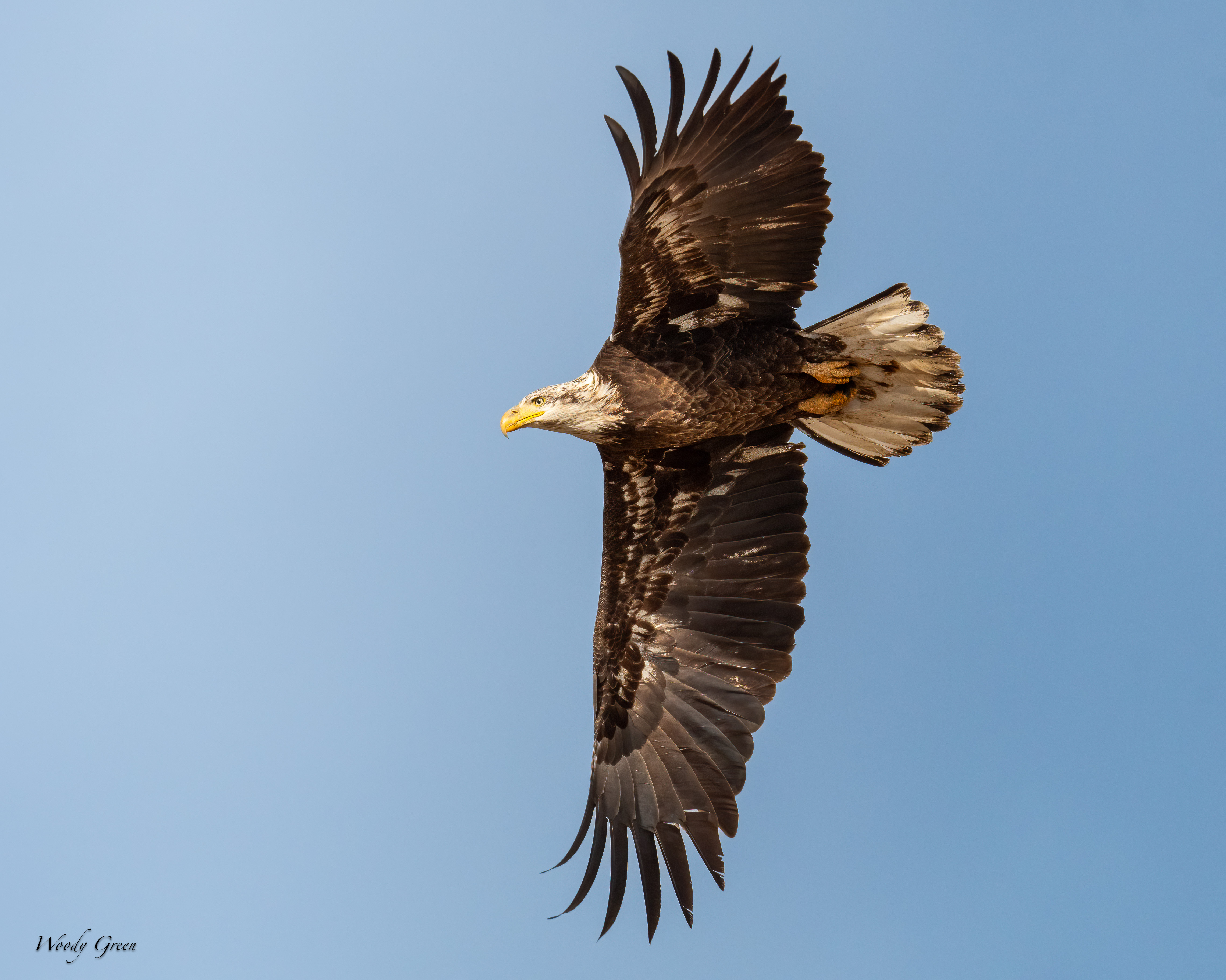 EagleFlight-303.jpg