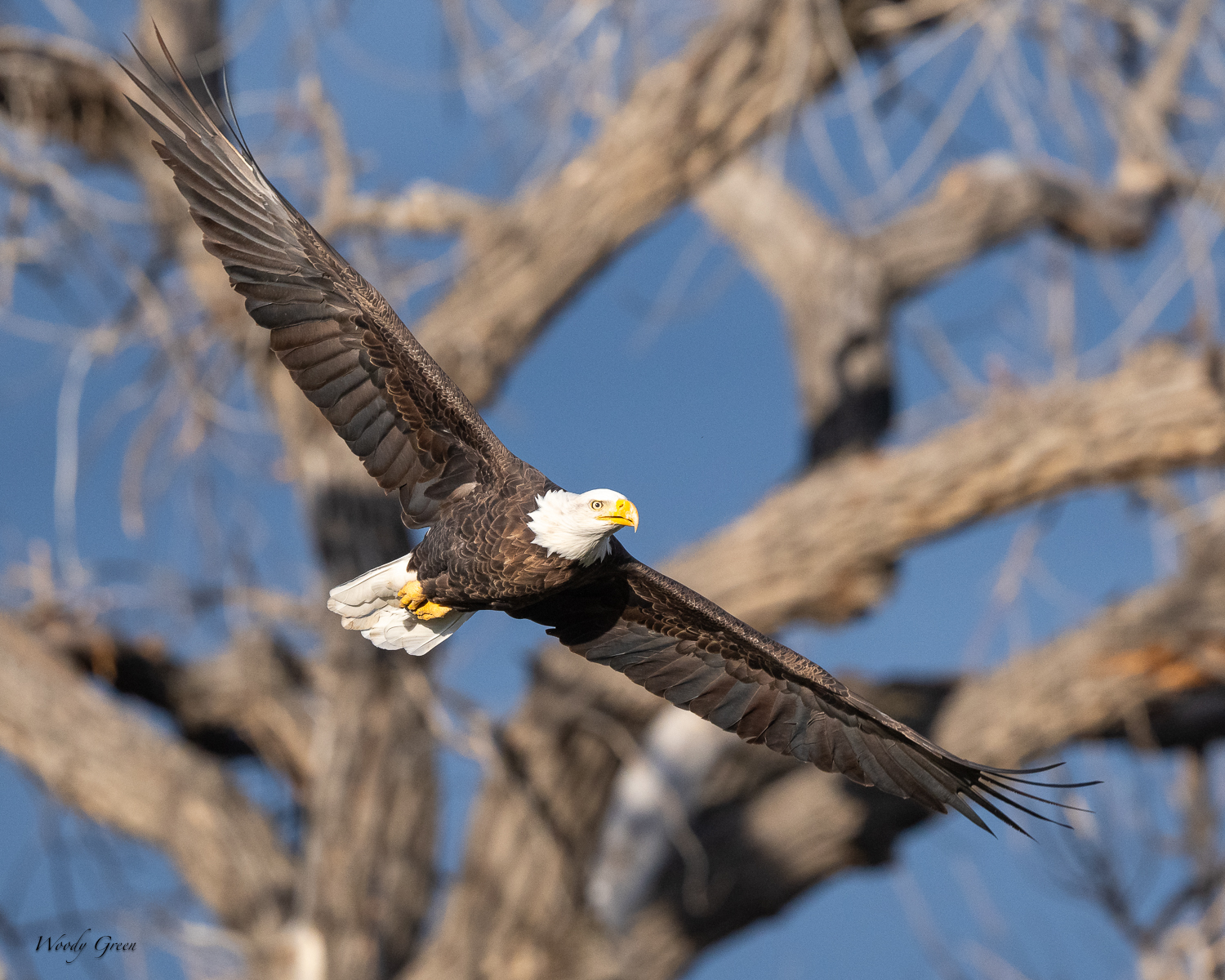 EagleFlight-415.jpg