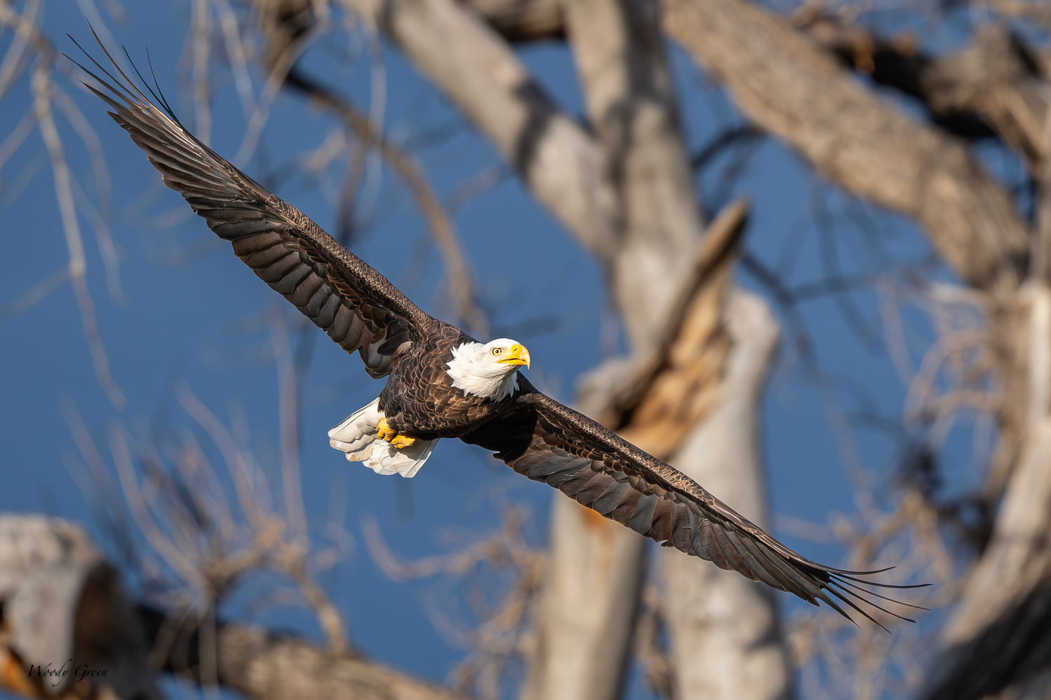 EagleFlight-416.jpg