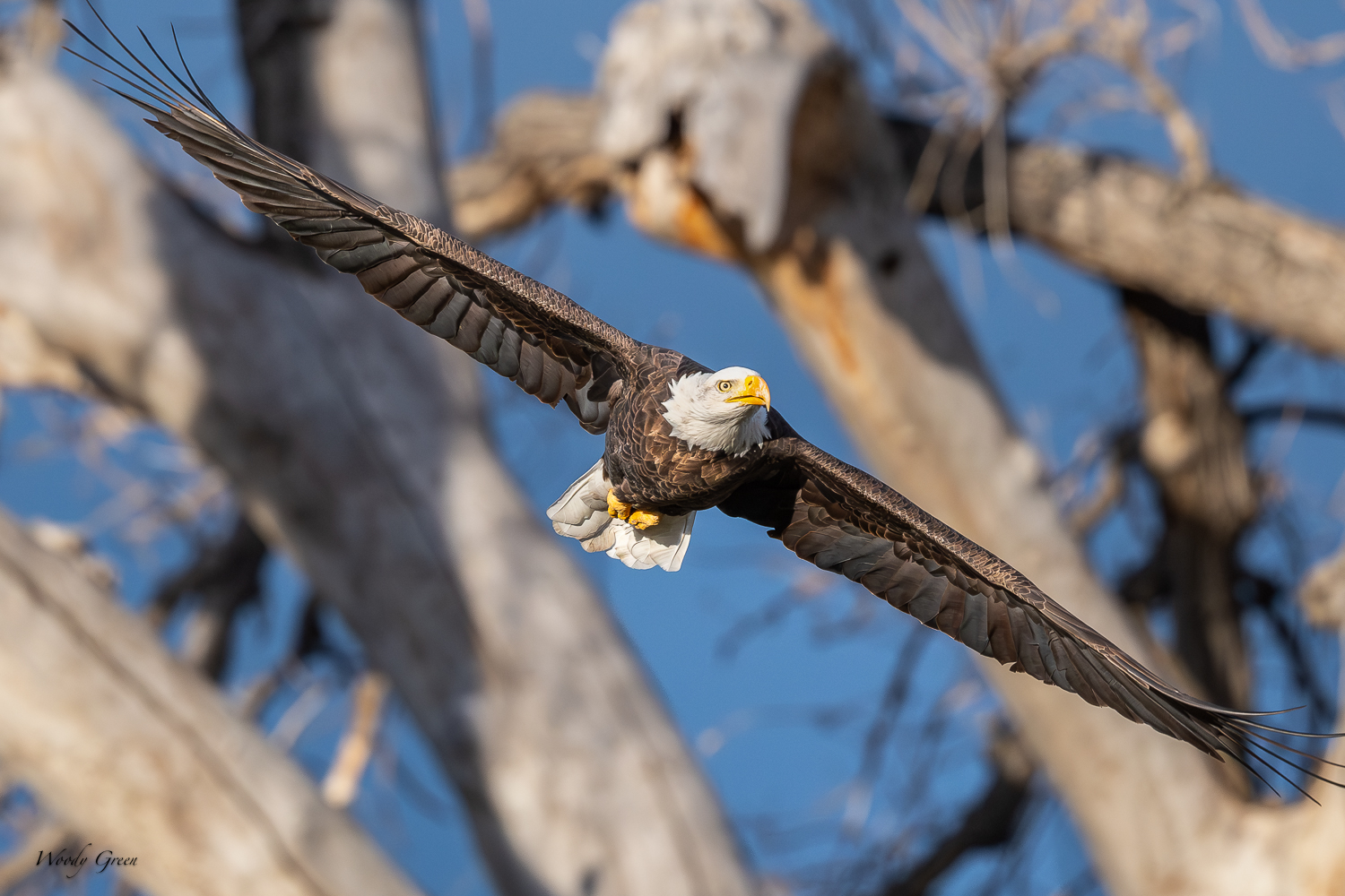 EagleFlight-417.jpg