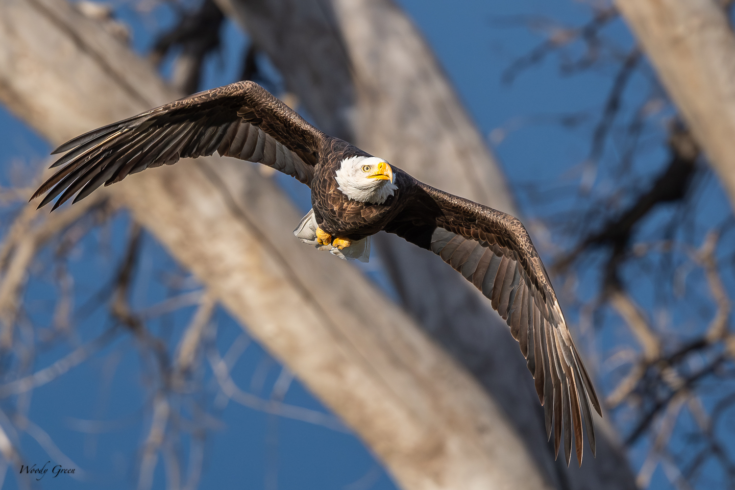 EagleFlight-418.jpg