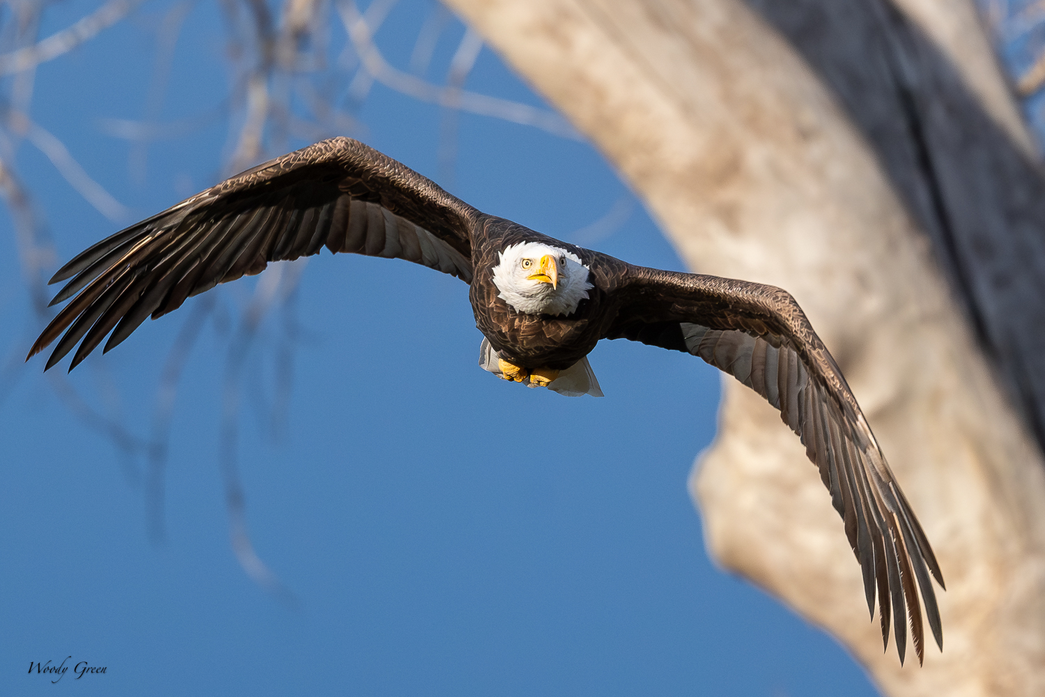 EagleFlight-419.jpg