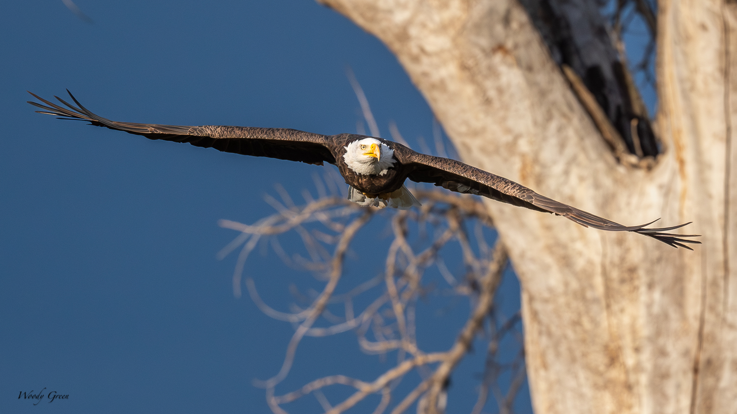 EagleFlight-420.jpg