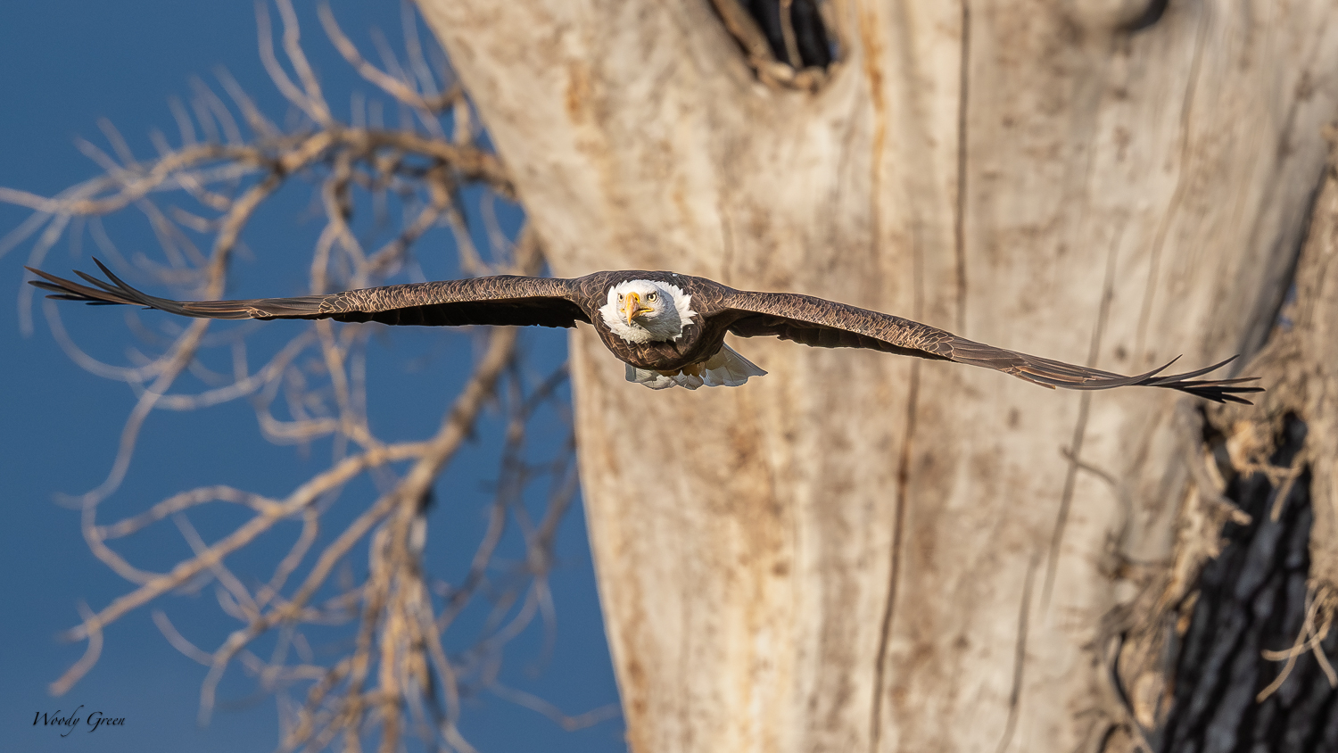 EagleFlight-421.jpg