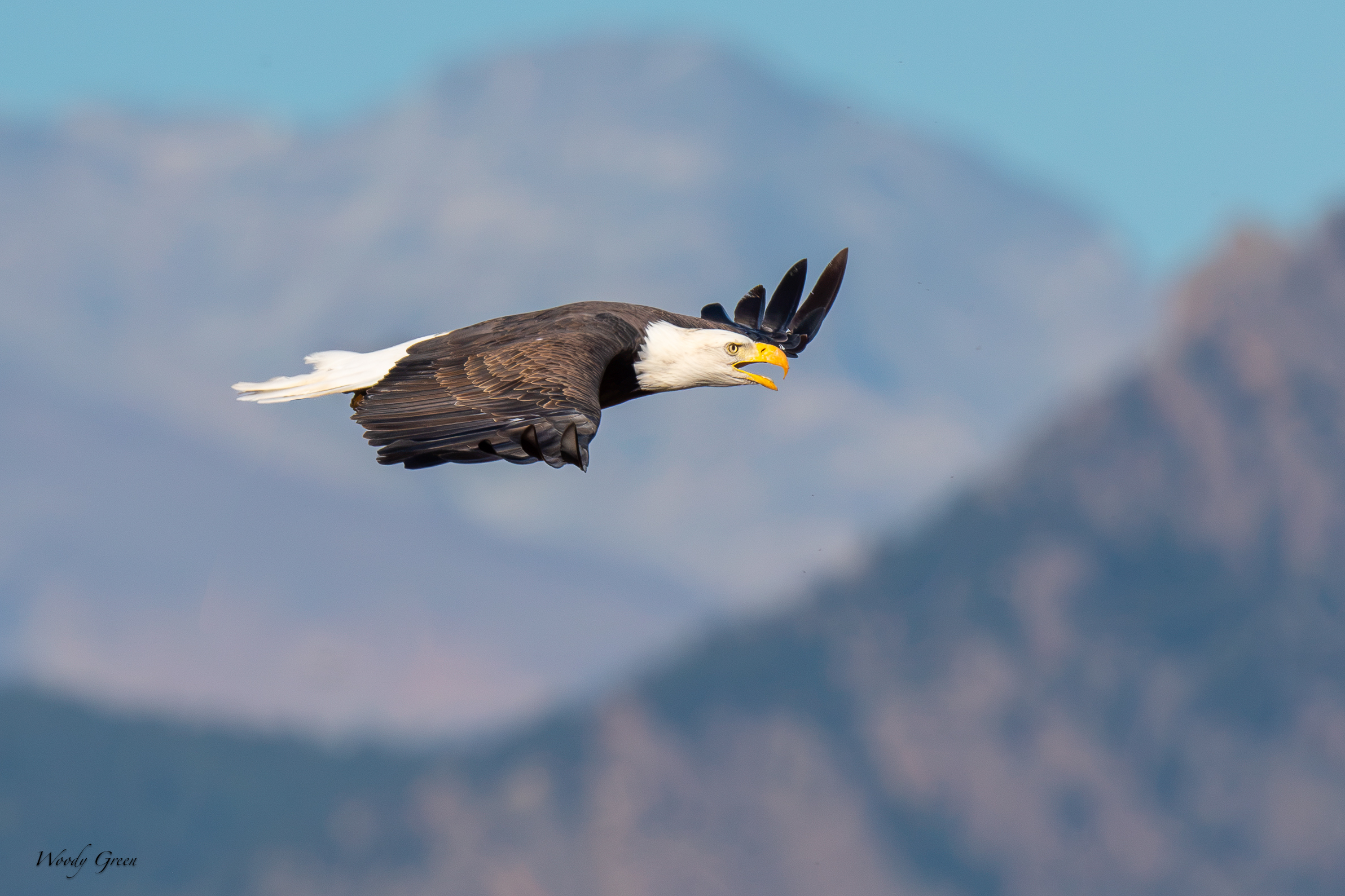 EagleFlight-755.jpg