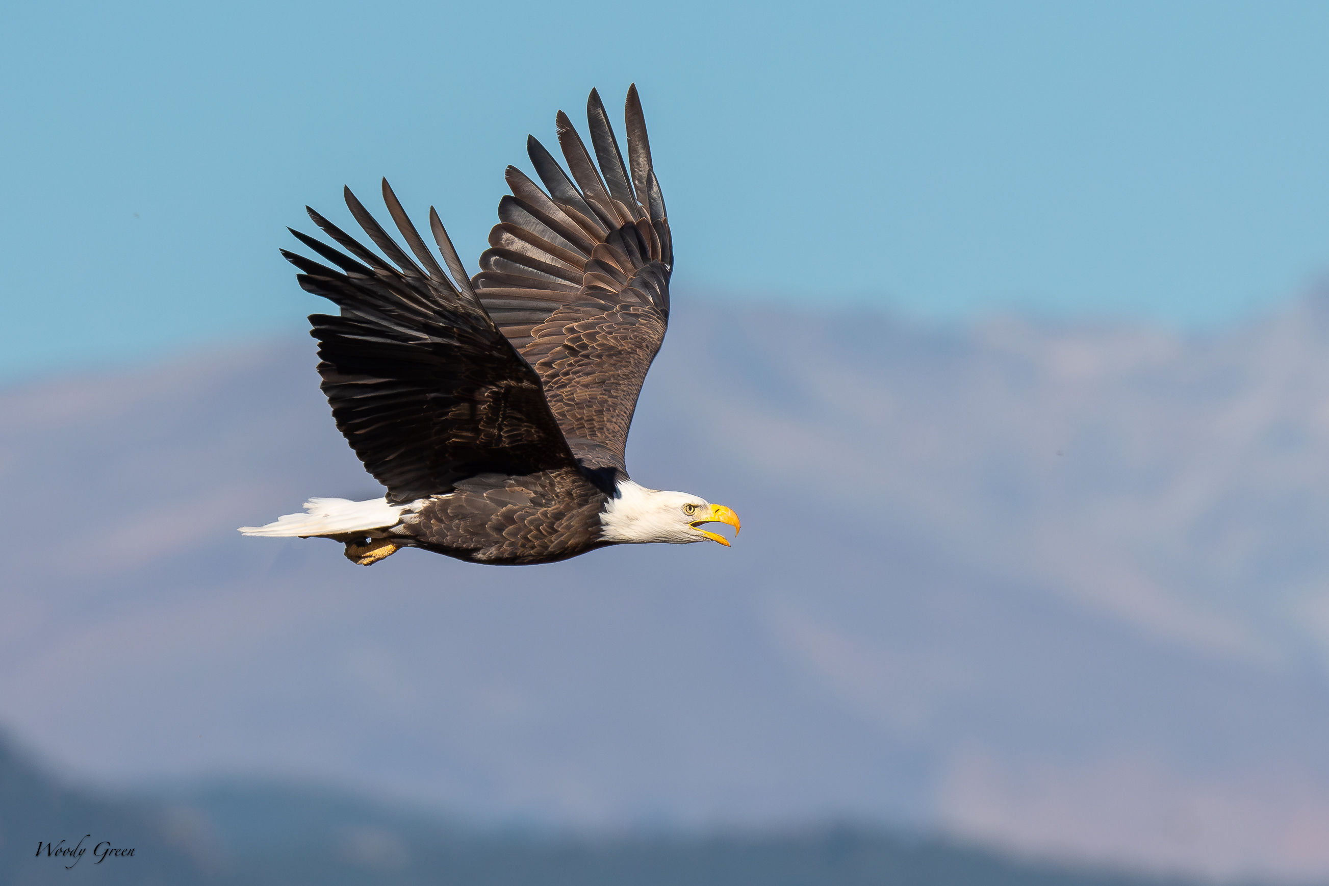 EagleFlight-756.jpg