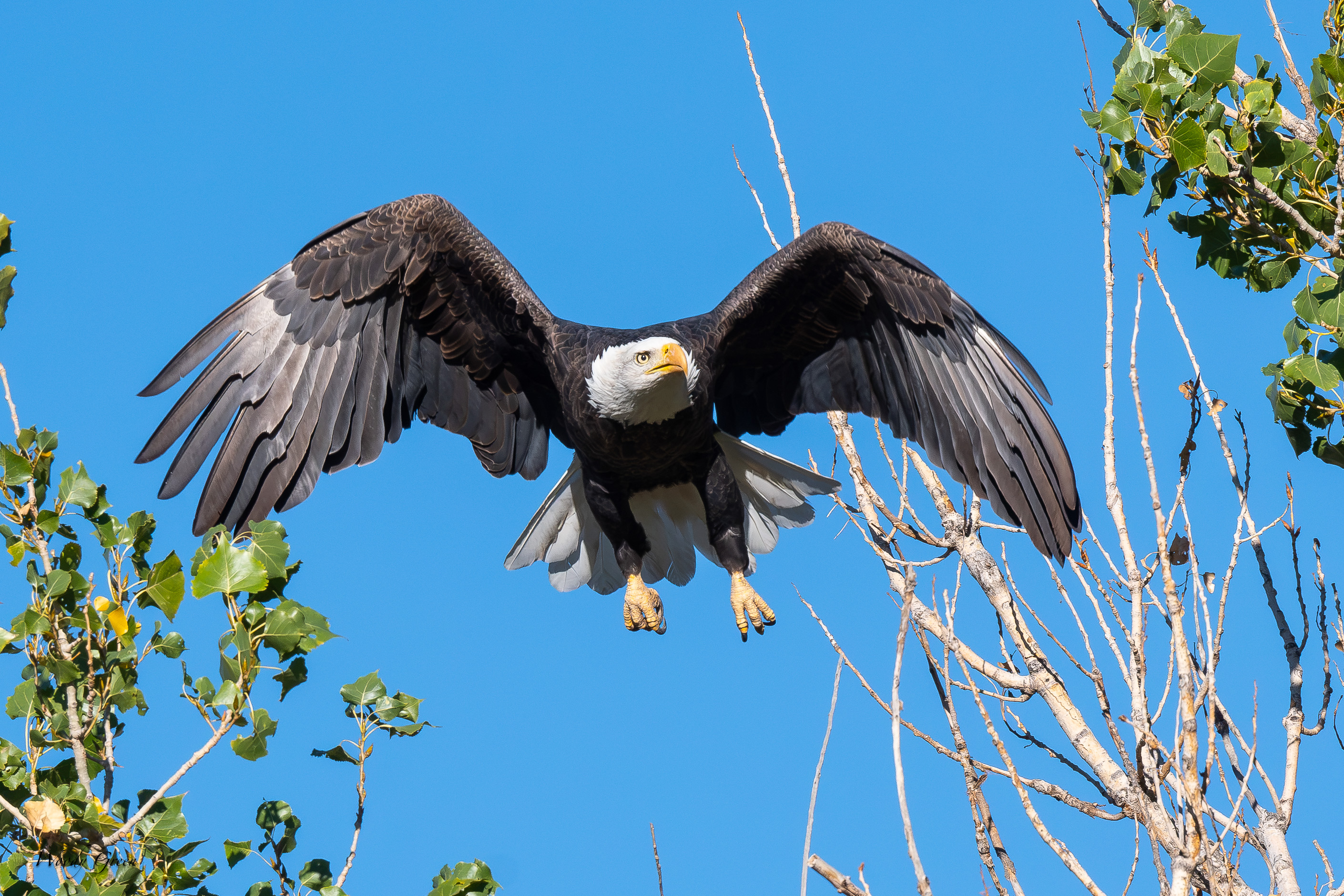 EagleFlight-759.jpg