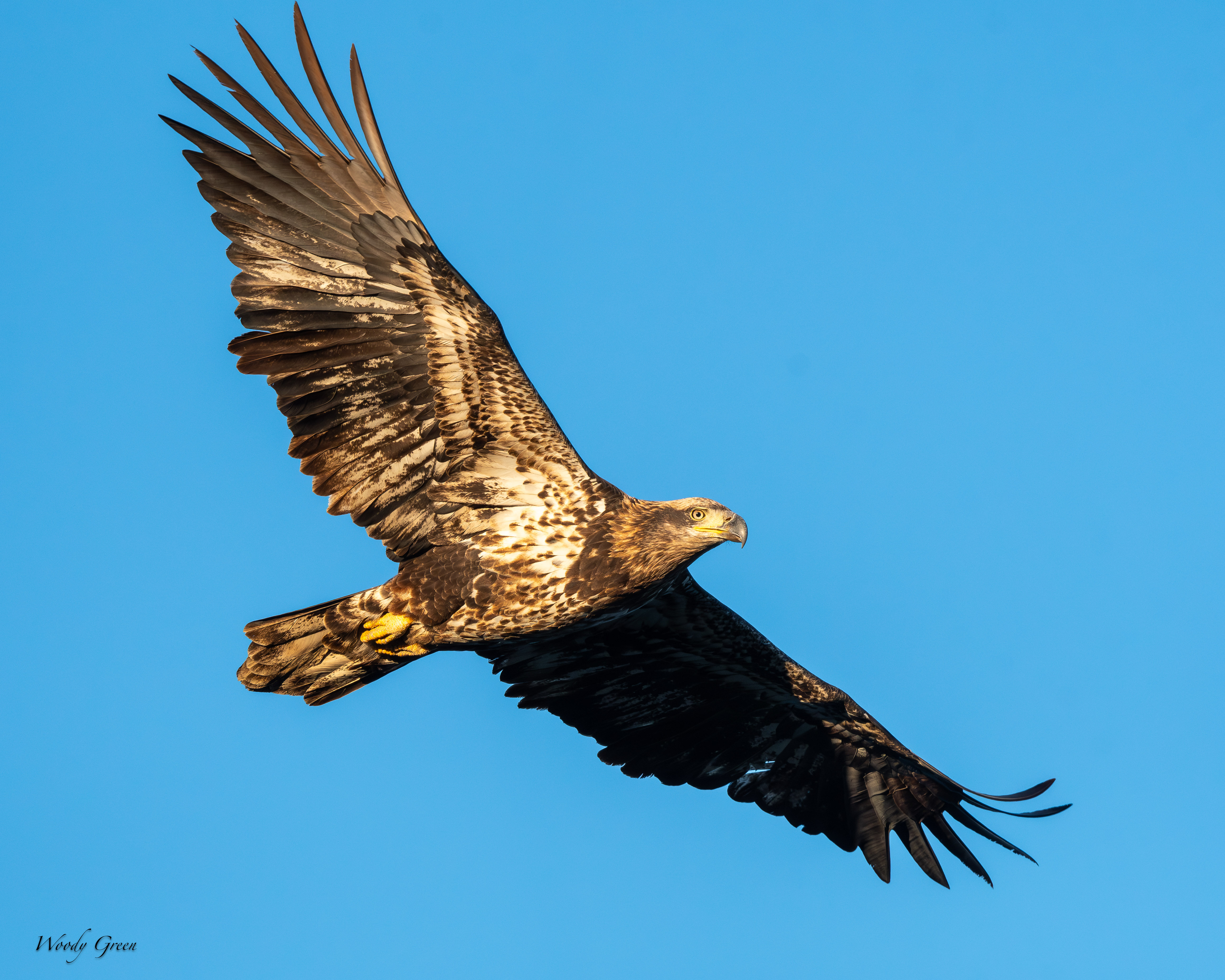 EagleFlightJuv-170.jpg
