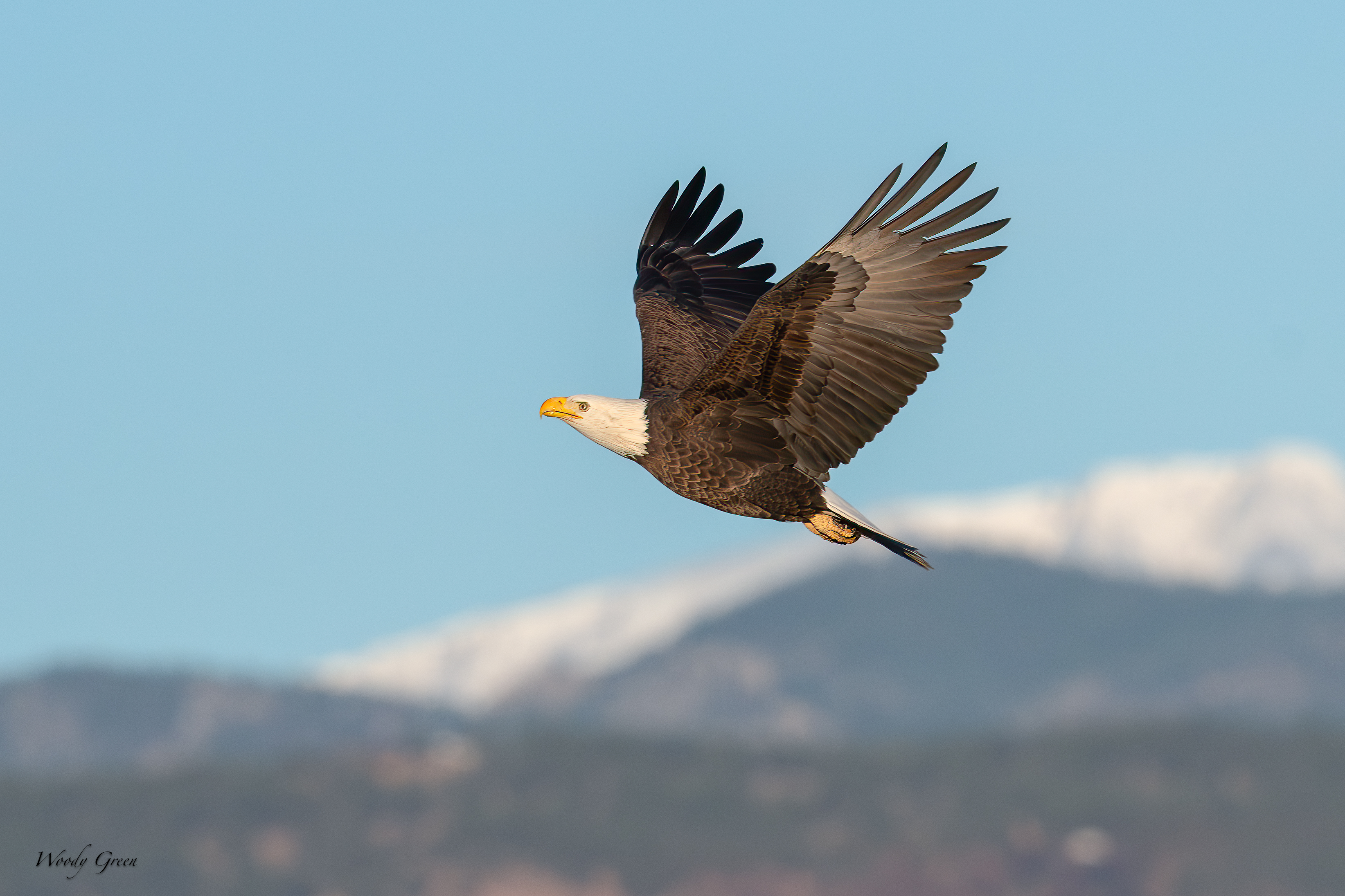 EagleFoothills-170.jpg