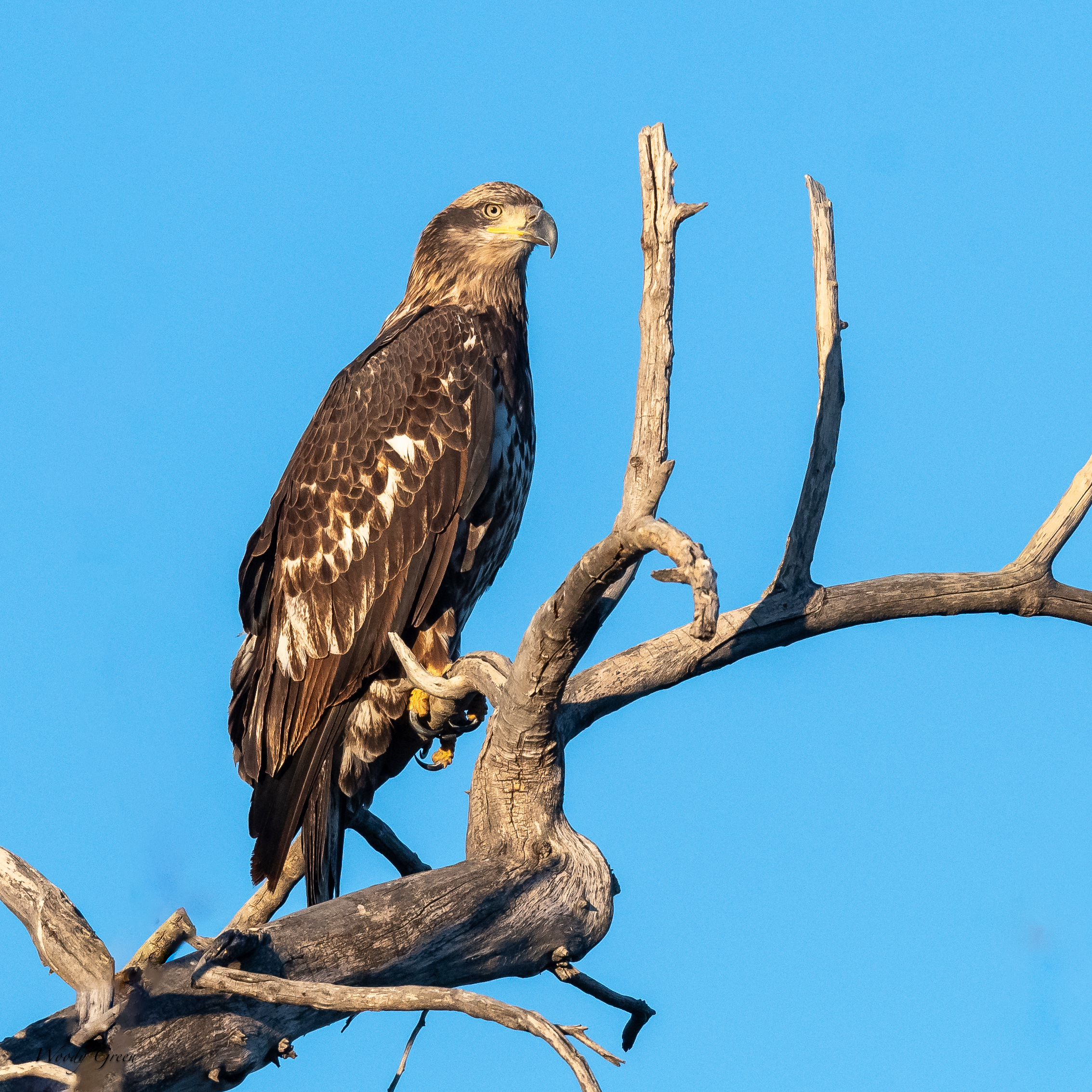 EagleJuvPerched-171.jpg