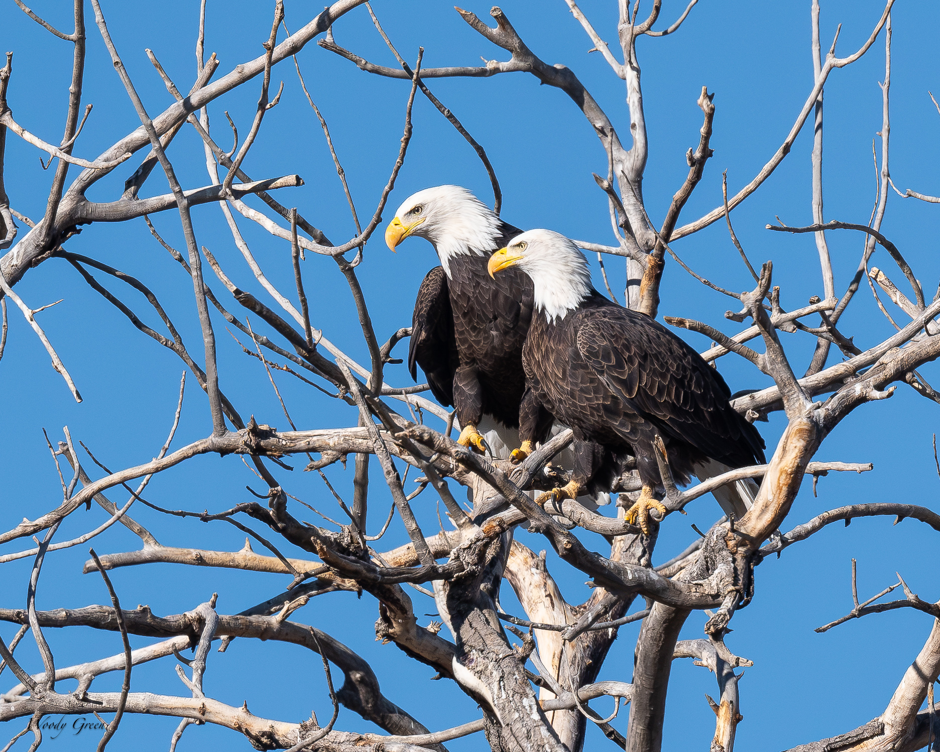 EaglePair-759.jpg