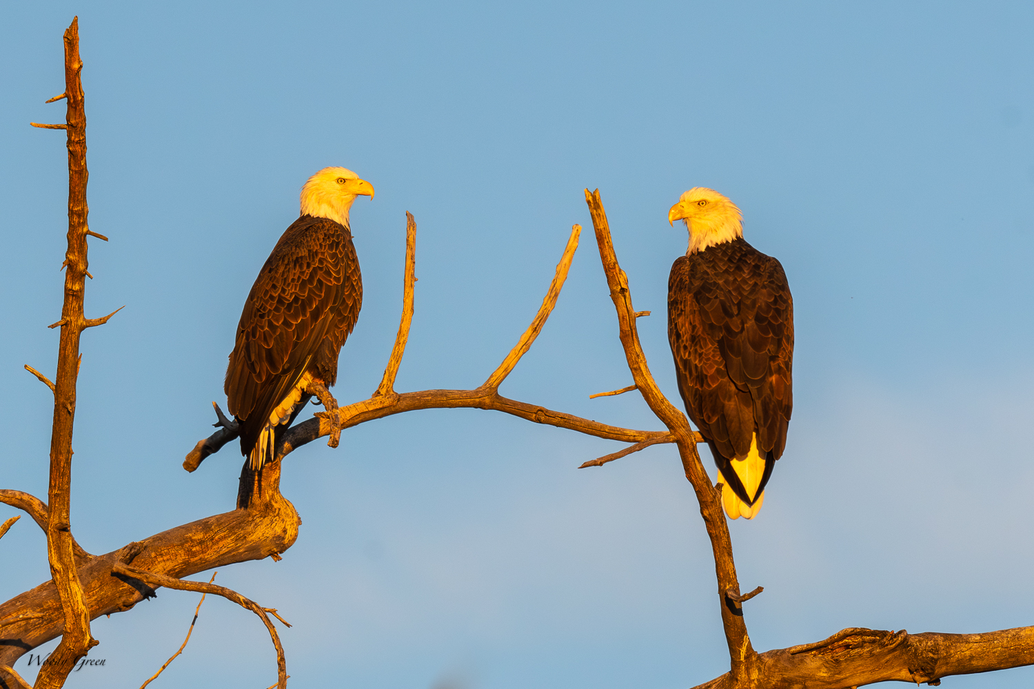 EaglePairSunrise-300.jpg