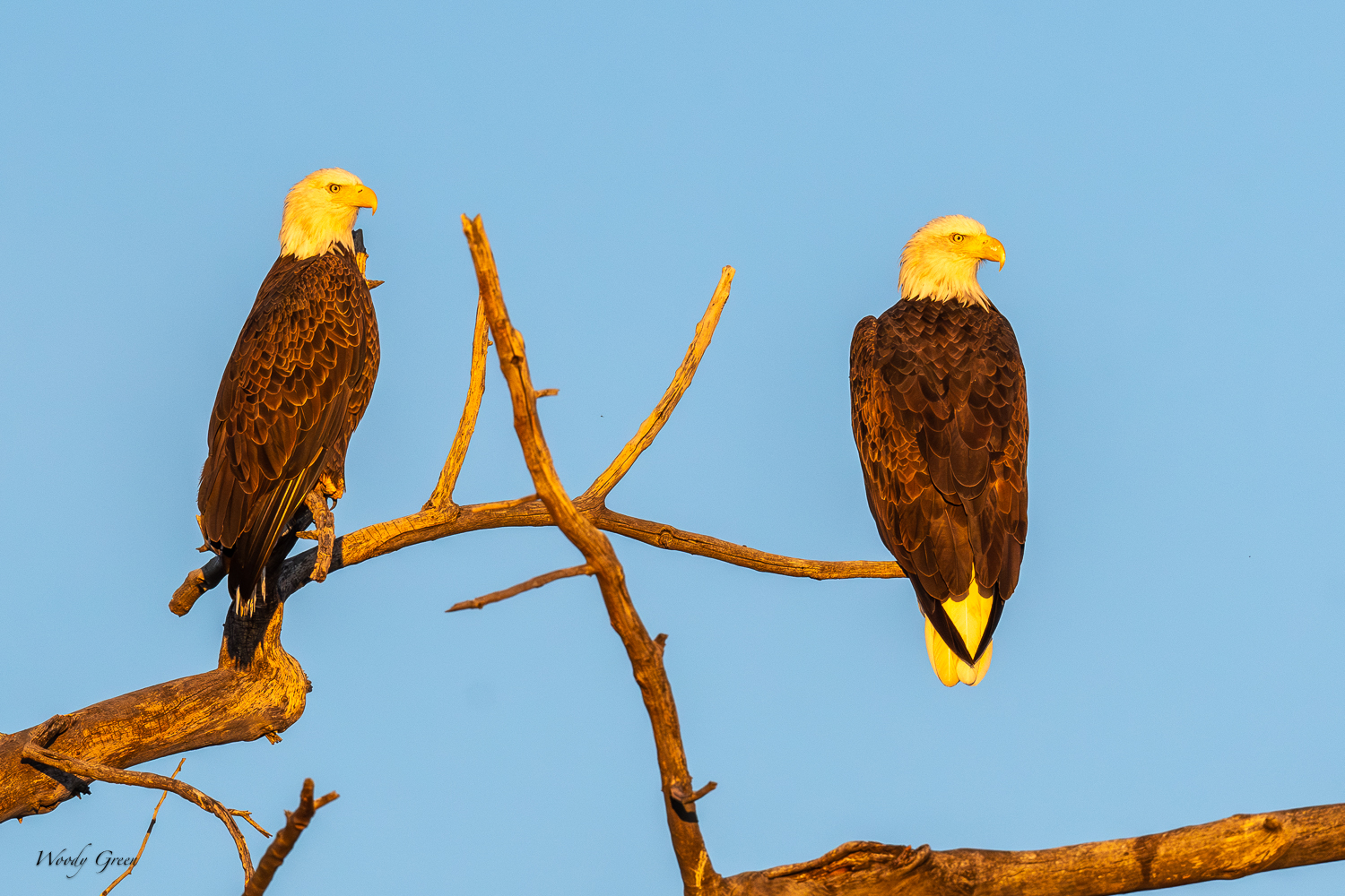 EaglePairSunrise-301.jpg