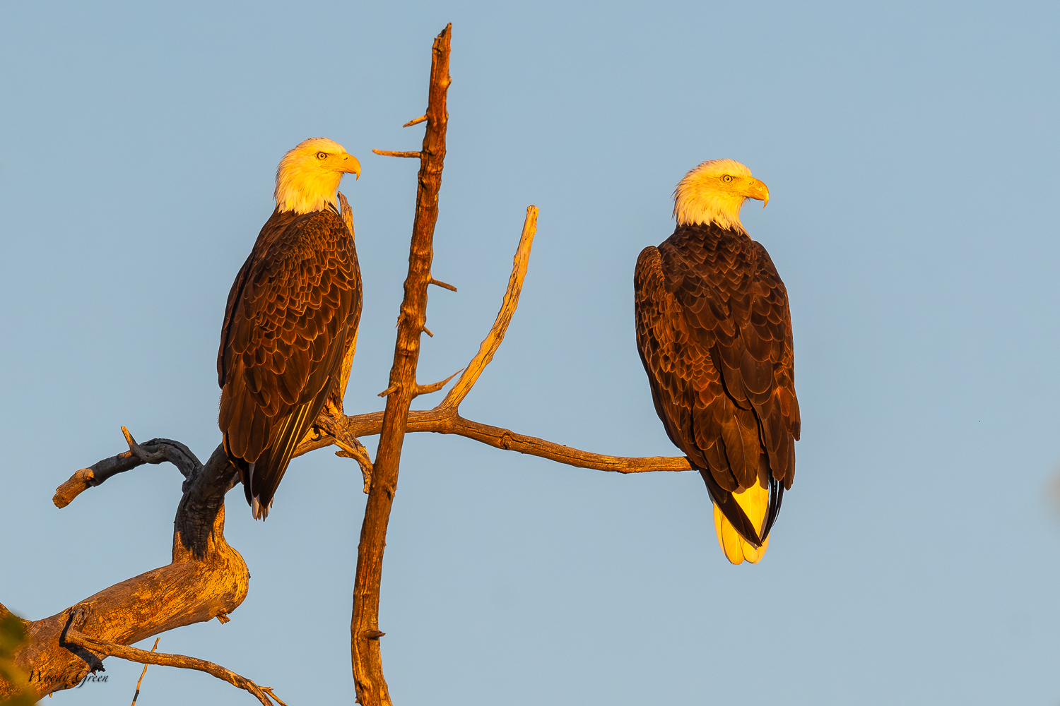EaglePairSunrise-302.jpg