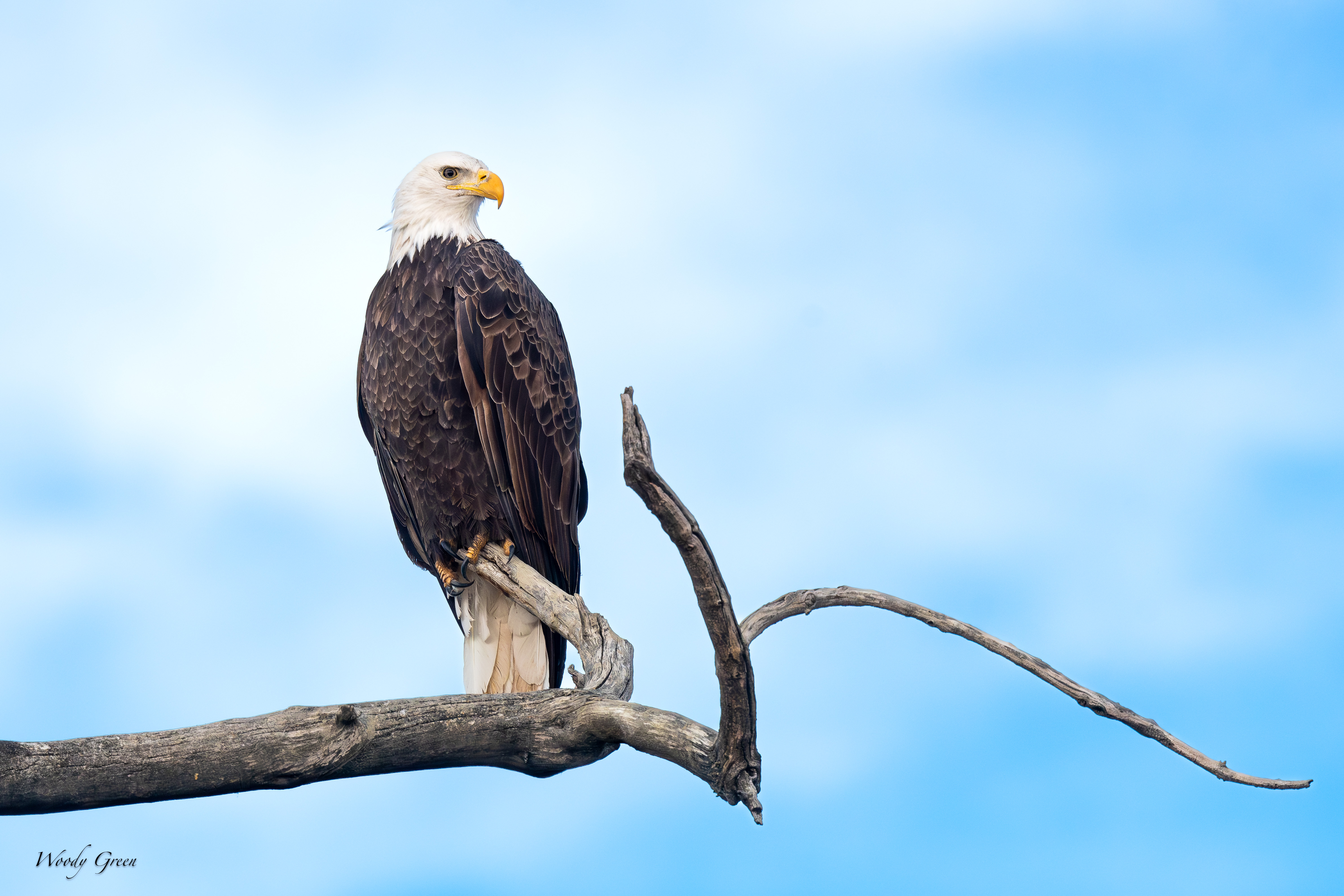 EaglePerch-175.jpg